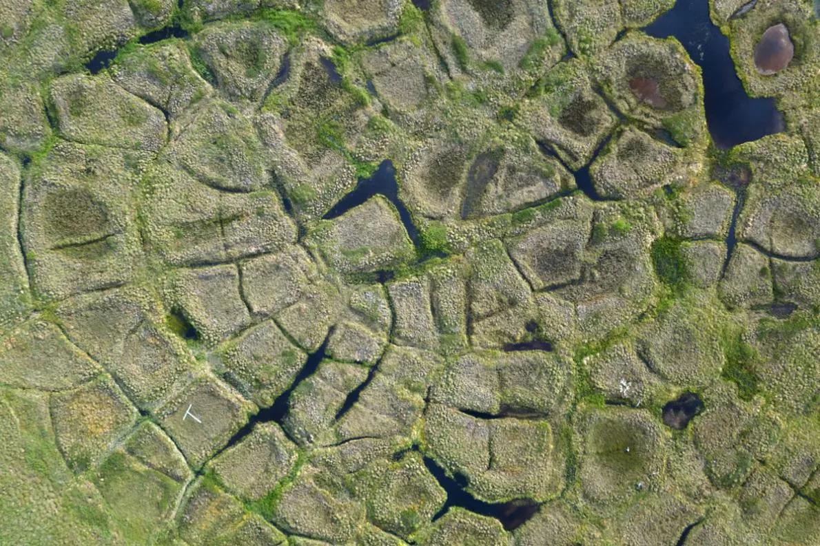 Permafrost: Ice wedges.
