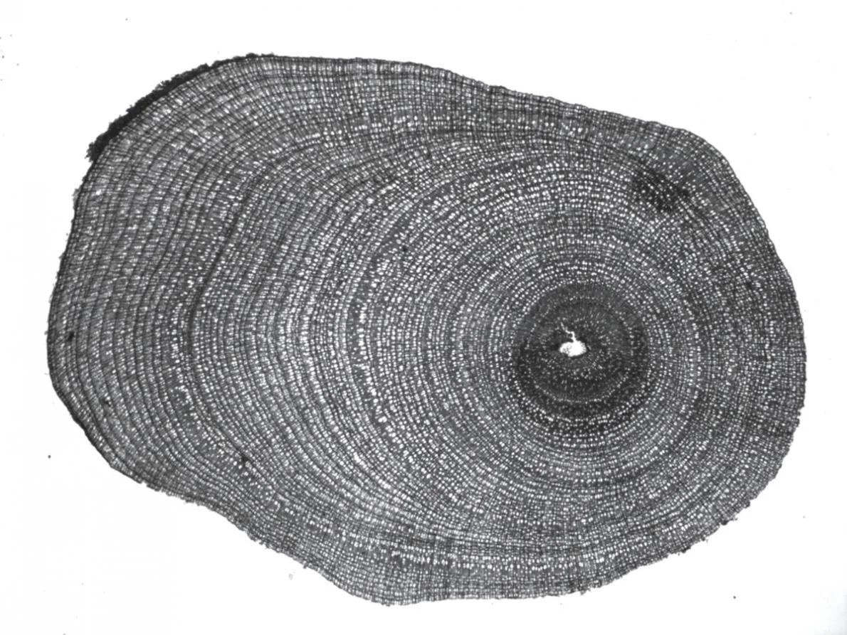 Shrub's rings
