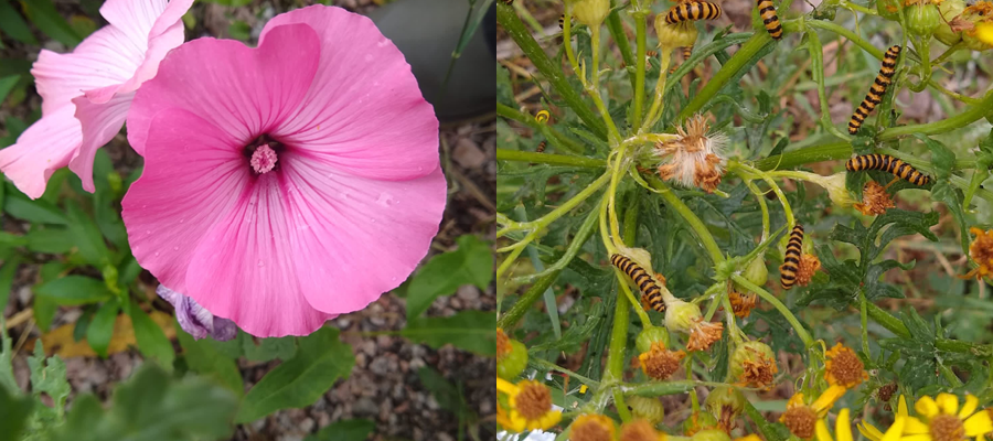 Two pictures of flowers side by side